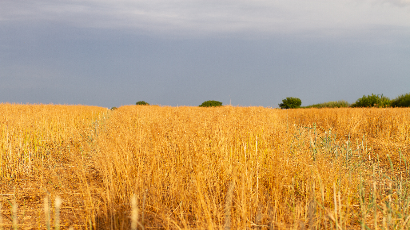 Wheat field with distant trees and bushes beneath lowering sky