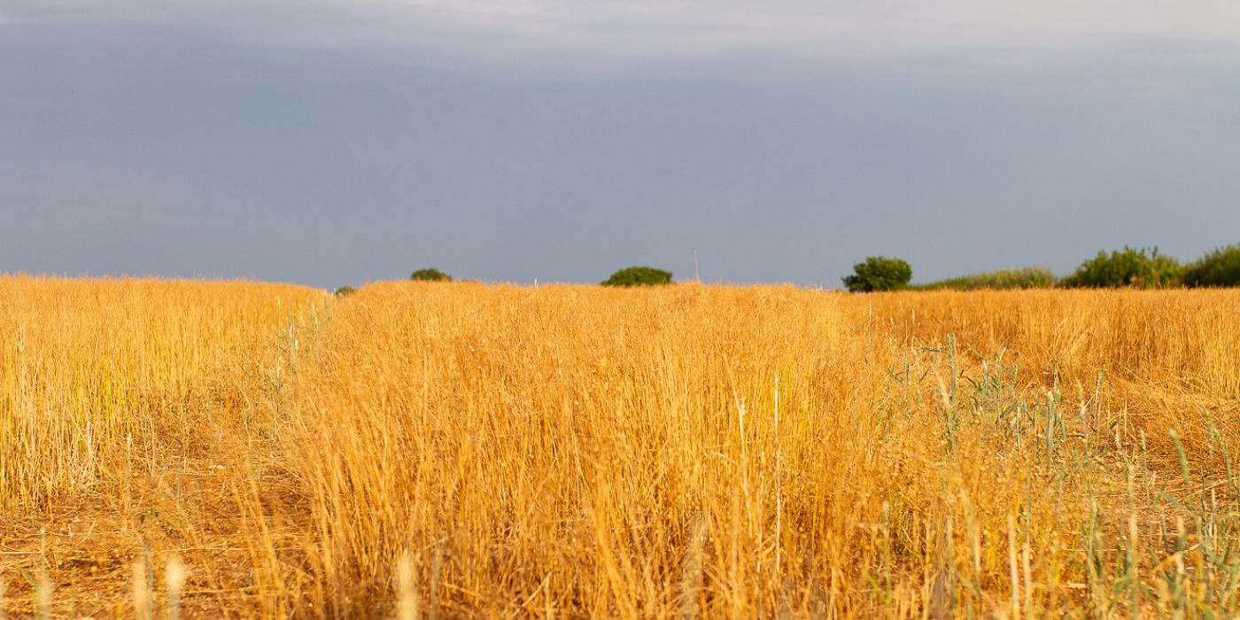 Wheat field with distant trees and bushes beneath lowering sky